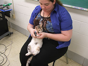 A young woman clips a kitten's nails.